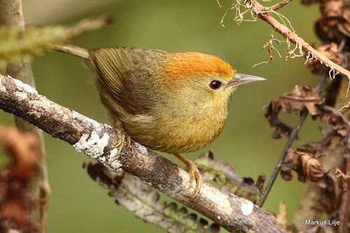 Rufous-capped Babbler