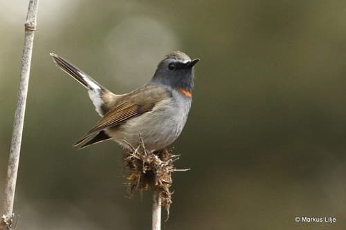 Rufous-gorgeted Flycatcher