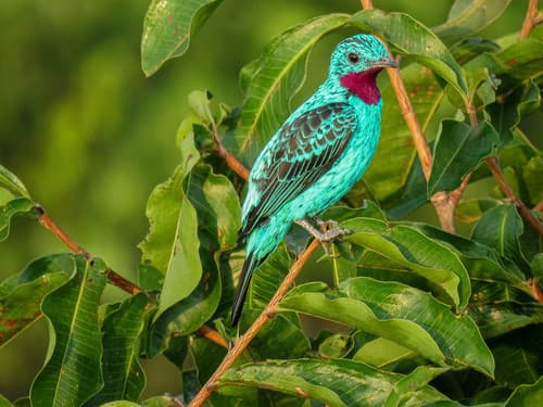 Spangled Cotinga