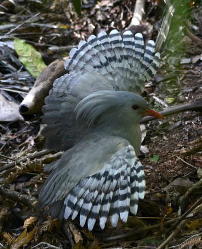 Kagu