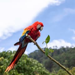 Scarlet Macaw