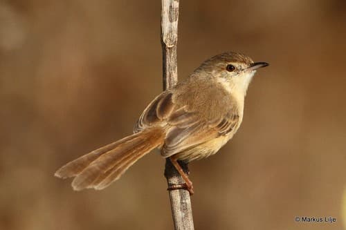 Jungle Prinia