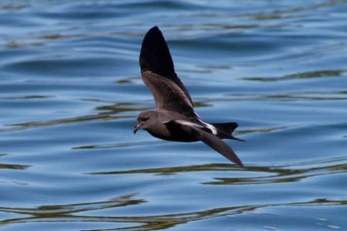 Leach's Storm-Petrel