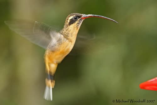 Tawny-bellied Hermit