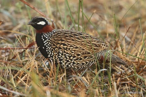 Black Francolin