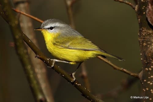 Grey-hooded Warbler