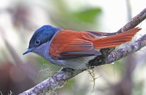 Mascarene Paradise-Flycatcher