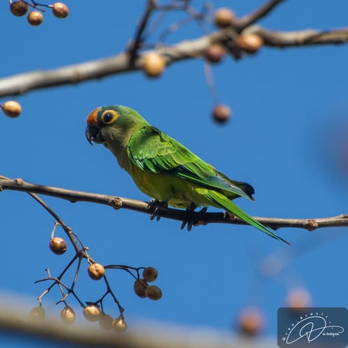 Peach-fronted Parakeet