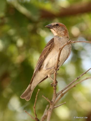 Sahel Bush Sparrow
