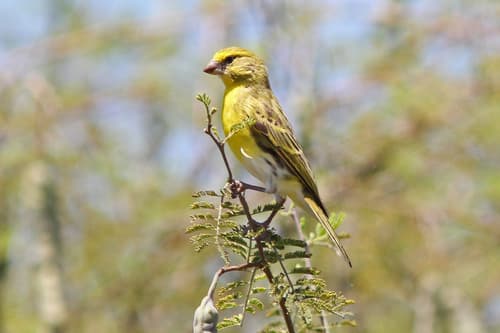 White-bellied Canary