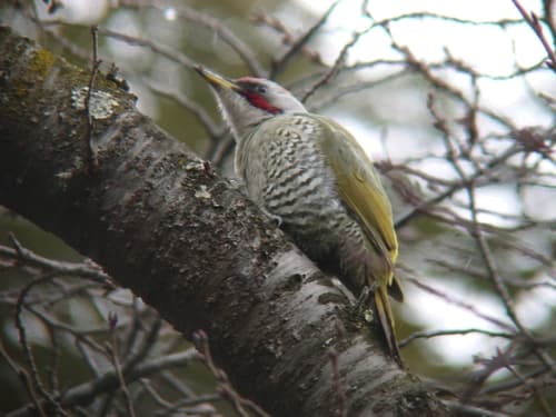 Japanese Green Woodpecker