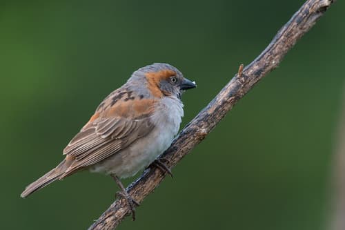 Kenya Rufous Sparrow