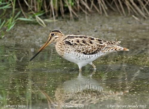 Latham's Snipe