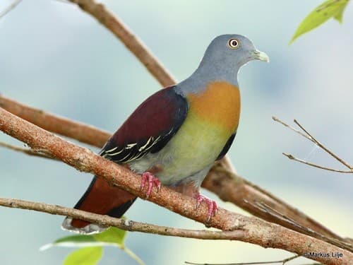 Little Green-Pigeon