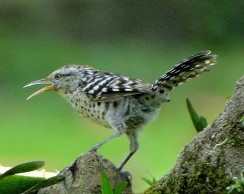 Stripe-backed Wren
