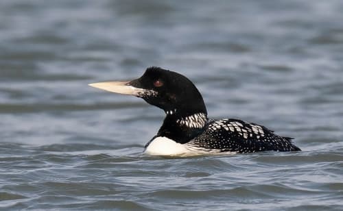 Yellow-billed Loon