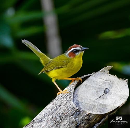 Chestnut-capped Warbler
