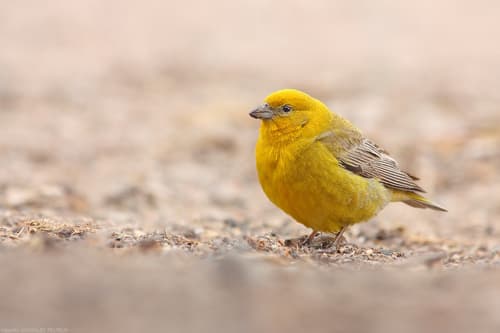 Greater Yellow-Finch