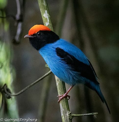Swallow-tailed Manakin