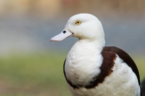 Radjah Shelduck