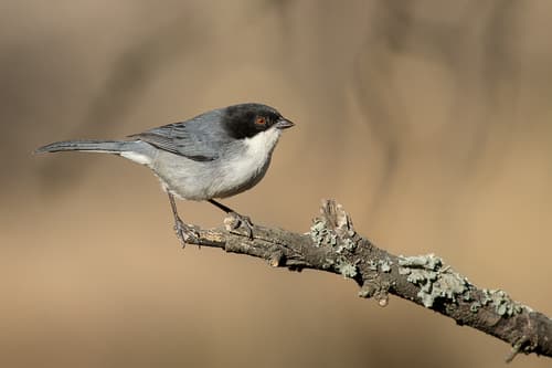 Black-capped Warbling-Finch