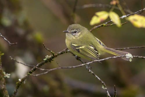 Mottle-cheeked Tyrannulet