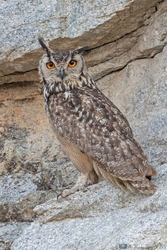 Rock Eagle-Owl
