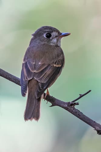 Brown-breasted Flycatcher