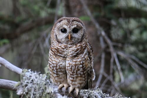 Spotted Owl