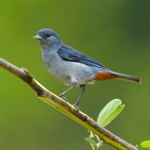 Chestnut-vented Conebill