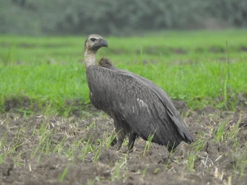 White-rumped Vulture
