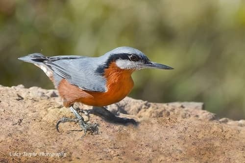 Chestnut-bellied Nuthatch