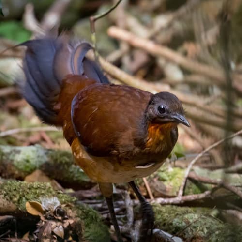 Albert's Lyrebird