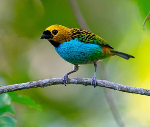 Gilt-edged Tanager