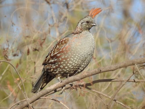 Elegant Quail