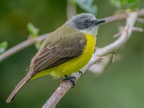 Gray-capped Flycatcher