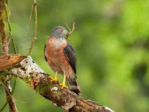 Double-toothed Kite