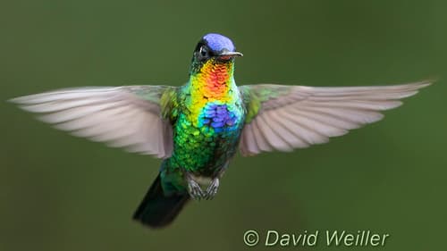 Fiery-throated Hummingbird