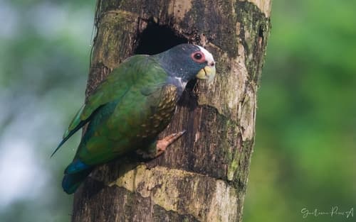 White-crowned Parrot