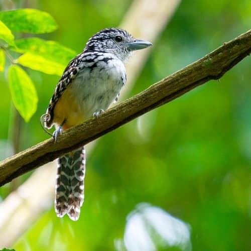Spot-backed Antshrike