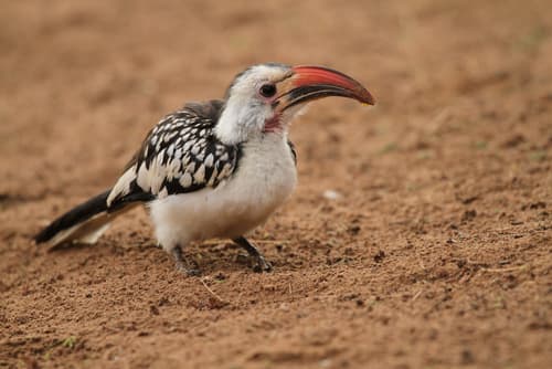 Northern Red-billed Hornbill