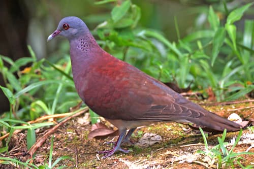Malagasy Turtle-Dove