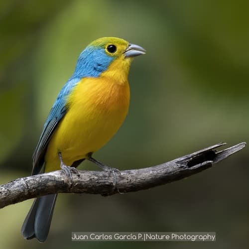 Orange-breasted Bunting