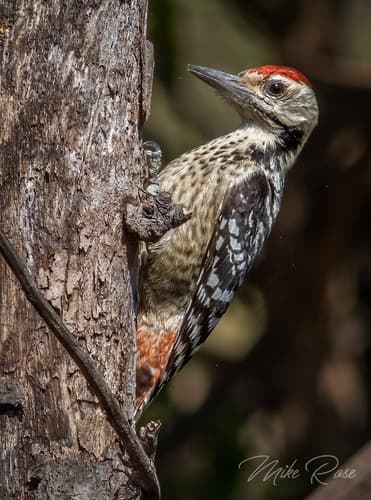 Freckle-breasted Woodpecker