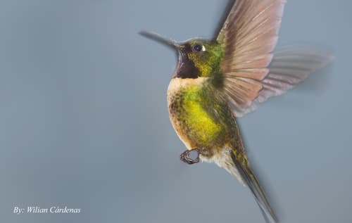 Amethyst-throated Sunangel