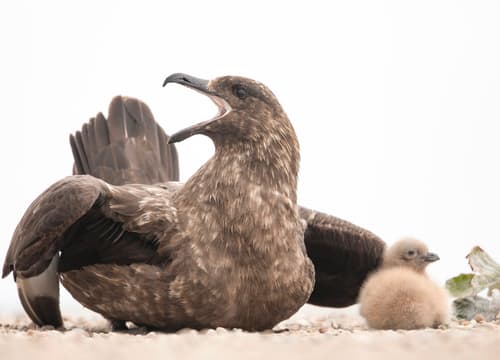 Brown Skua