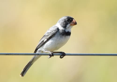 White-throated Seedeater