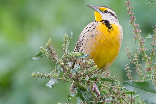 Chihuahuan Meadowlark