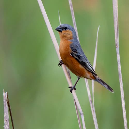 Tawny-bellied Seedeater