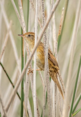 Bay-capped Wren-Spinetail